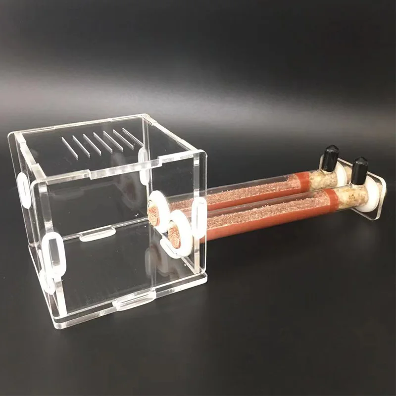 Begonia Rex - DIY Mierenboerderij van bamboe buizen in